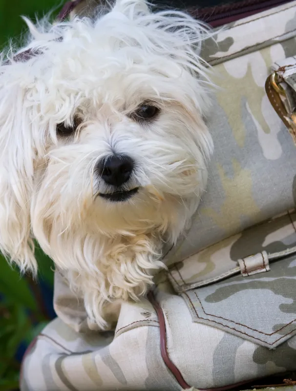 Maltese dog with fluffy white fur resting in a bag, emphasizing the importance of dental care and overall health for Maltese breeds.