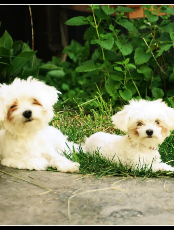 Two Maltese dogs resting on grass, showcasing their distinct features, including fluffy white coats and playful expressions, in a natural outdoor setting.