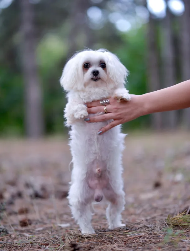 Maltese dog being held upright by a person outdoors, showcasing its small size and fluffy white coat, emphasizing the importance of gentle handling and care in Maltese dog wellbeing.