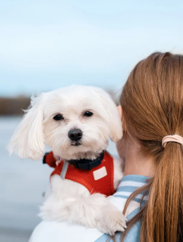 Maltese dog in a red harness being held by a person, emphasizing the bond and care in Maltese dog ownership.