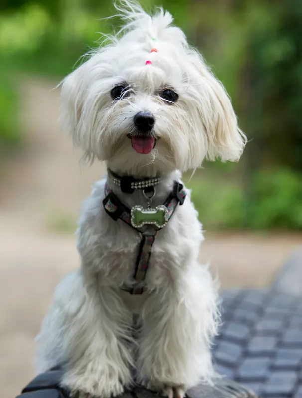 Maltese dog sitting outdoors with a playful expression, wearing a decorative harness, highlighting grooming and care needs for Maltese breeds.