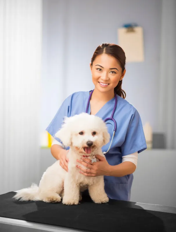 Veterinarian smiling with a Maltese dog on a table, emphasizing professional care and grooming for Maltese dog owners.