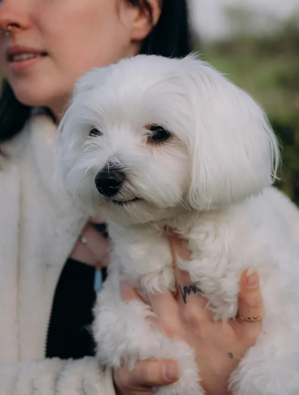 Maltese dog being held by a person, showcasing its fluffy white coat and gentle facial features, relevant to Maltese health and care discussions.