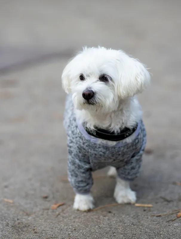 Maltese dog wearing a cozy sweater, standing on a concrete surface, illustrating the importance of comfort and care in Maltese dog ownership.