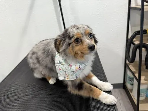 Nampa Ear Cleaning