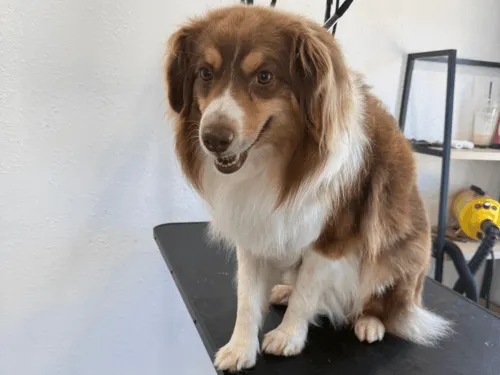 Ear Cleaning Nampa
