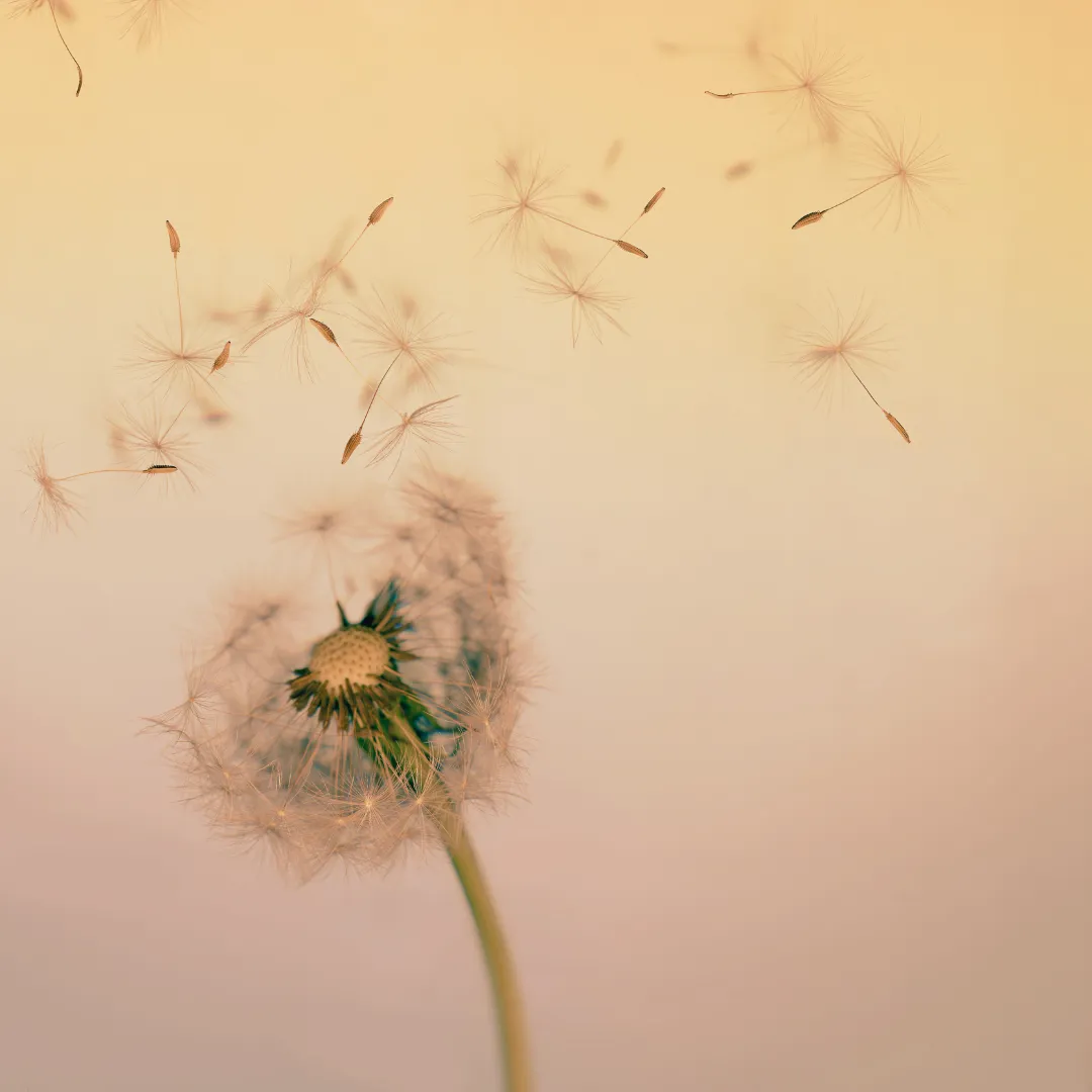 Dandelion seeds blowing away