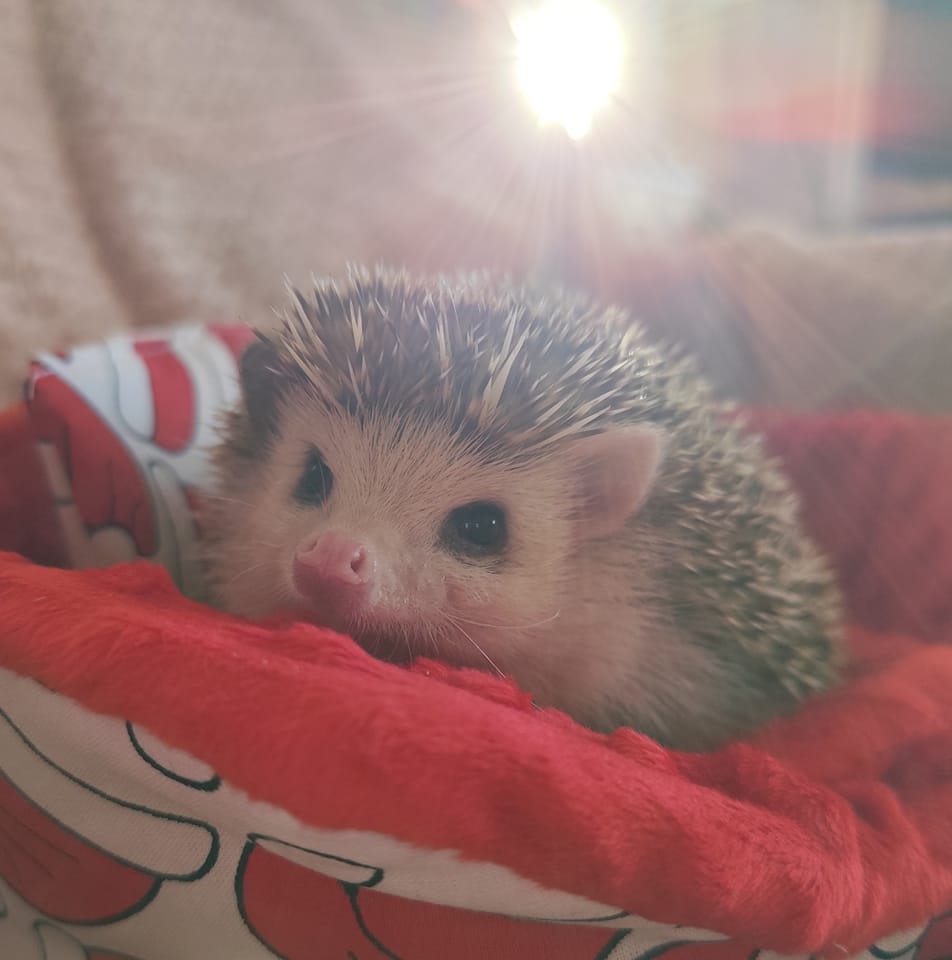 A black and white cat sits on rocks.