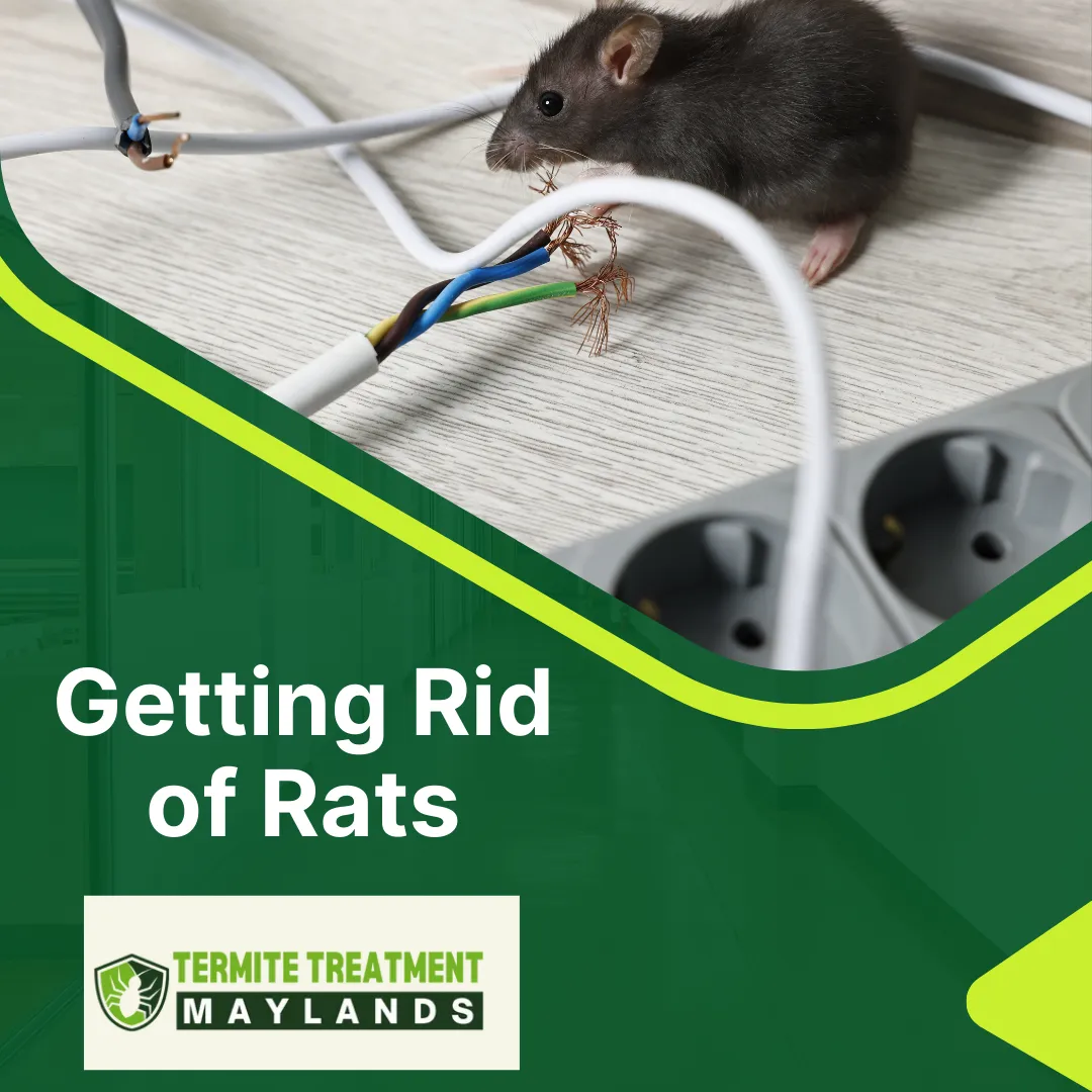 Rat near home being targeted by pest control measures