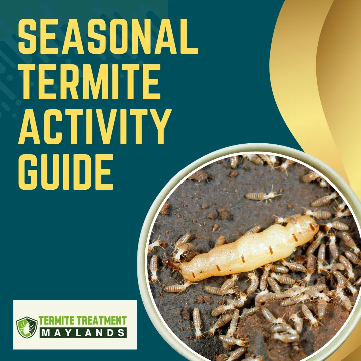 Termite activity in different seasons showing soil, wooden structures, and increased risk during warm and wet months.
