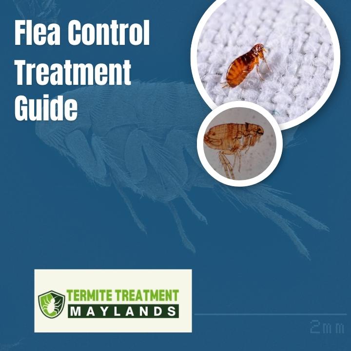 Flea Control Treatment