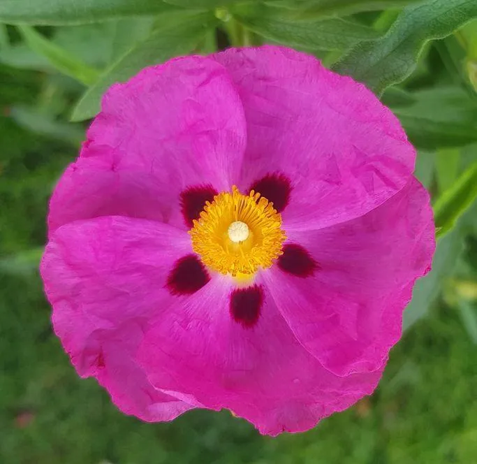 Pink Poppy Art for Health