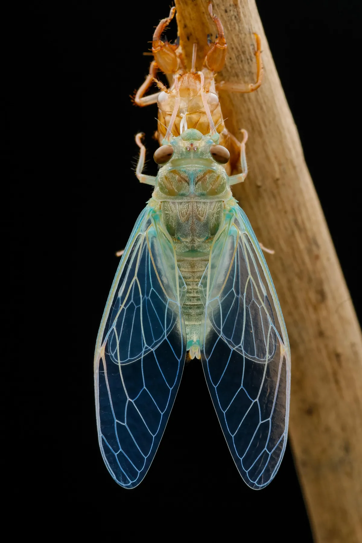 Flies Charactertics | Desert Shield Pest Control - Tucson, AZ