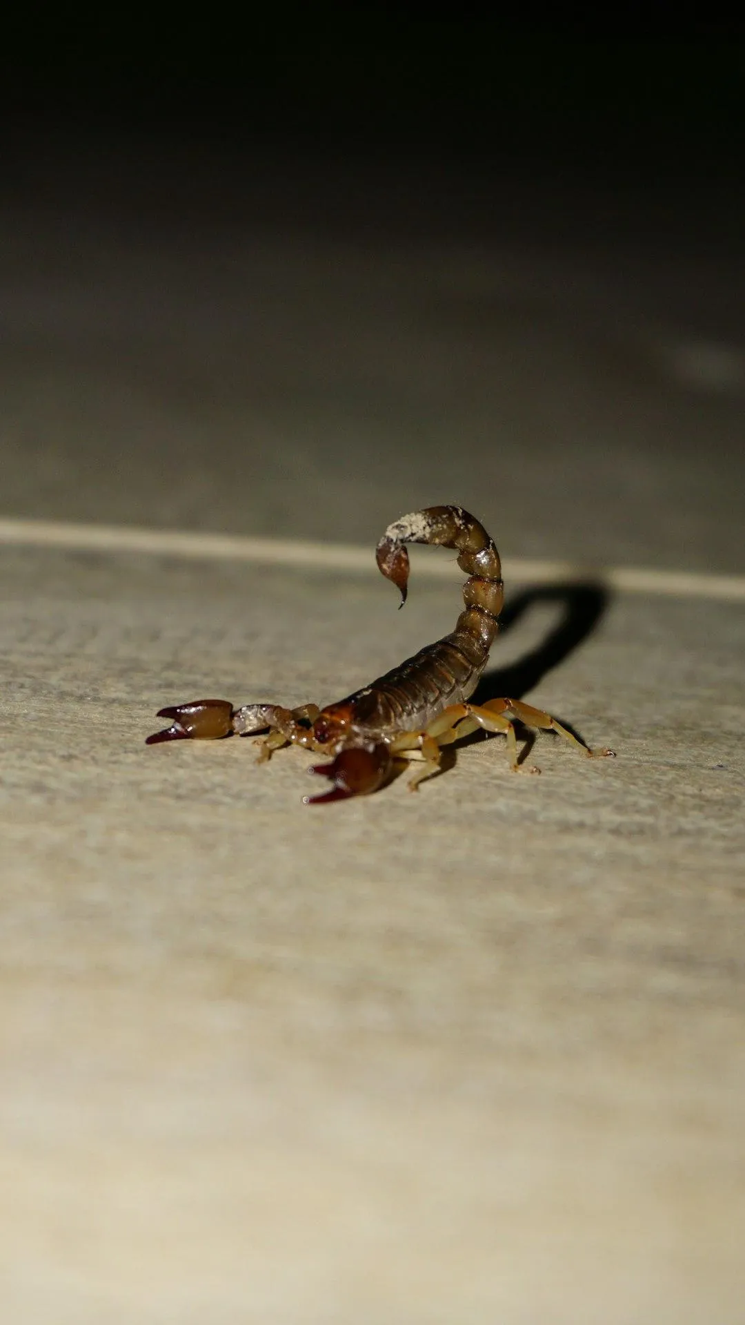 Entry Through Small Openings | Desert Shield Pest Control - Tucson, AZ