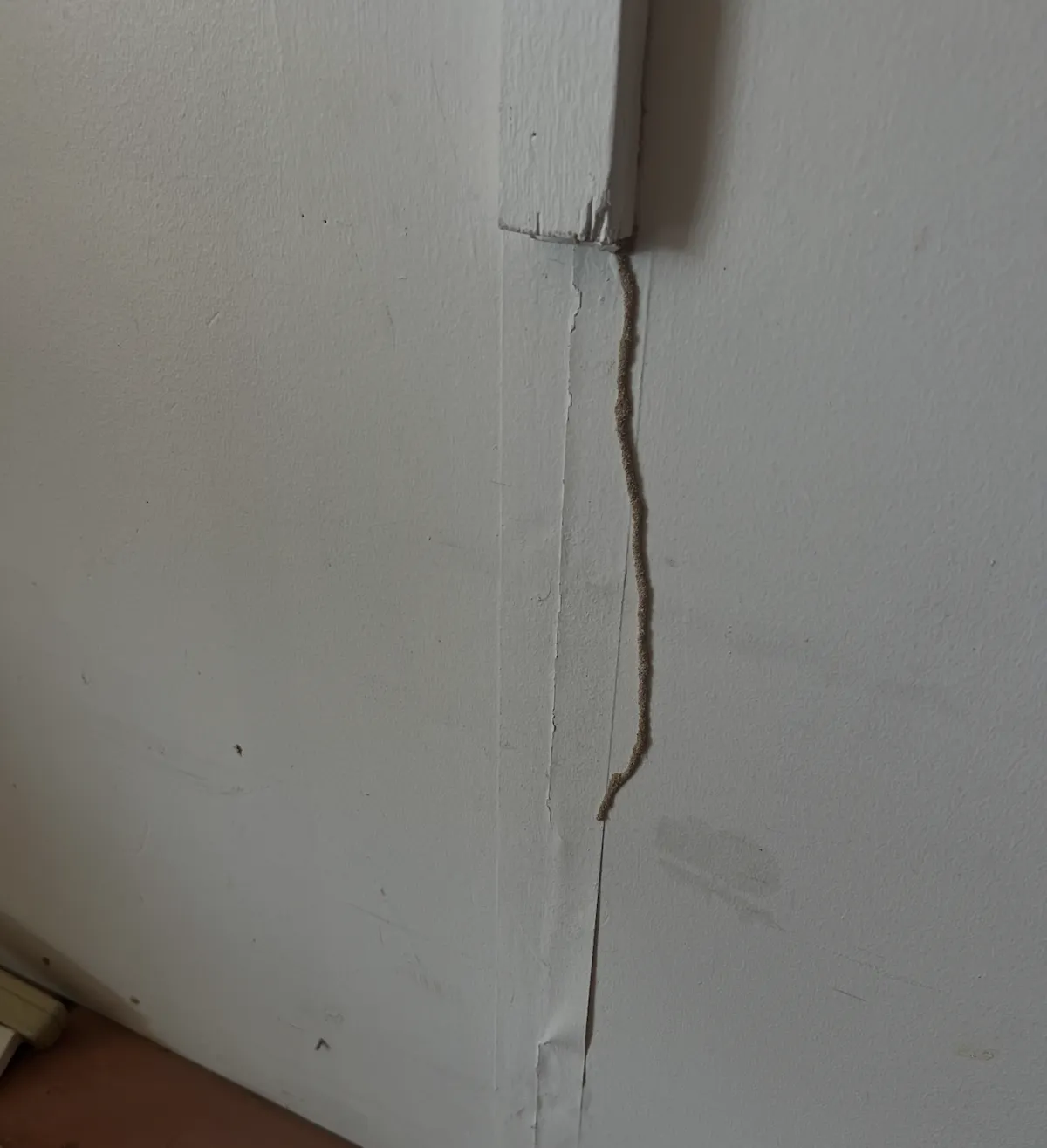 Thorough Inspection | Desert Shield Pest Control - Tucson, AZ