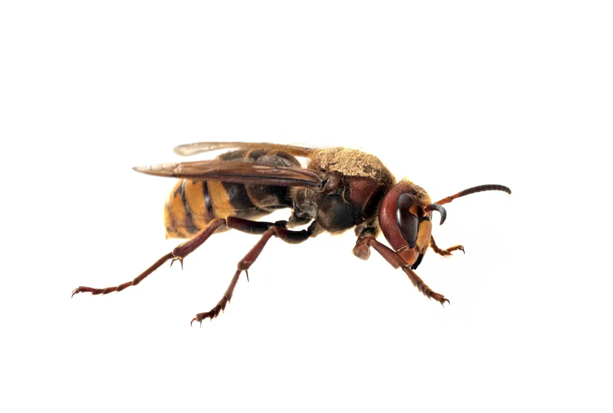 Bees | Desert Shield Pest Control - Tucson, AZ