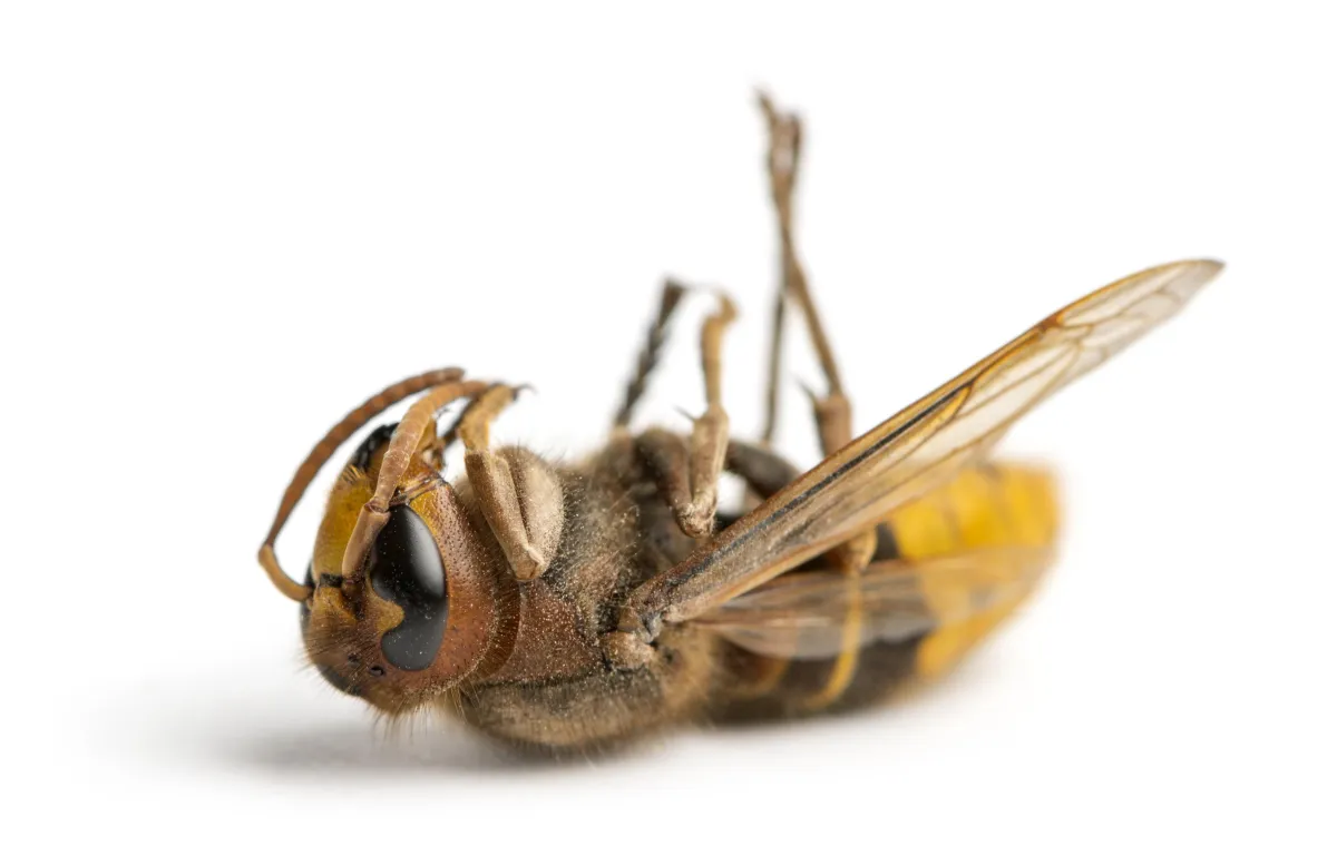 Hornets | Desert Shield Pest Control - Tucson, AZ