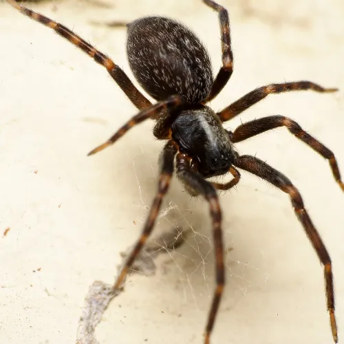 House Spiders | Desert Shield Pest Control - Tucson, AZ