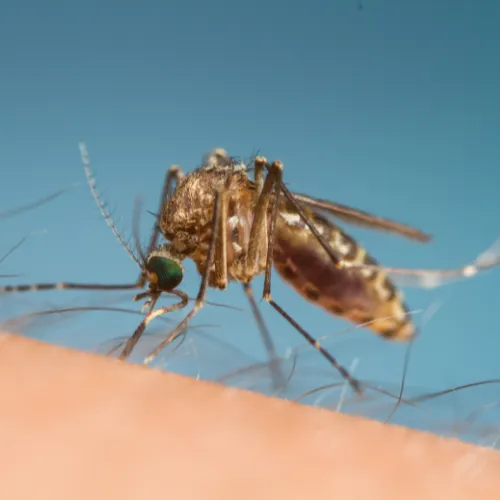 Signs of a Mosquitoe Infestation | Desert Shield Pest Control - Tucson, AZ