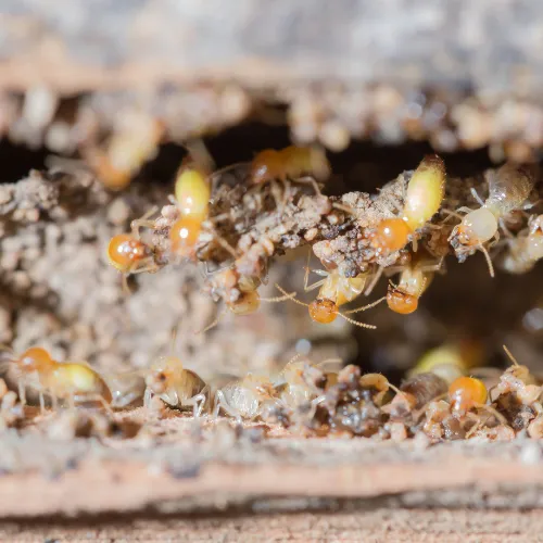 Signs of a Termite Infestation | Desert Shield Pest Control - Tucson, AZ