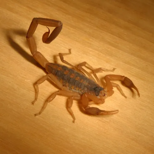 Signs of a Scorpion Infestation | Desert Shield Pest Control - Tucson, AZ