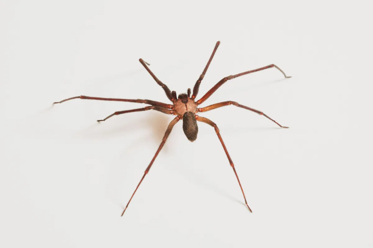 Brown Recluse Spiders | Desert Shield Pest Control - Tucson, AZ