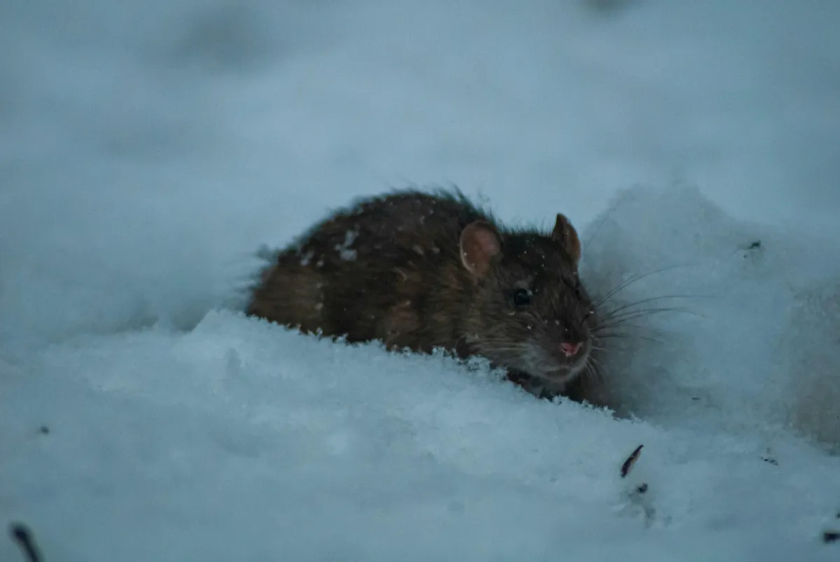 Norway Rat | Desert Shield Pest Control - Tucson, AZ