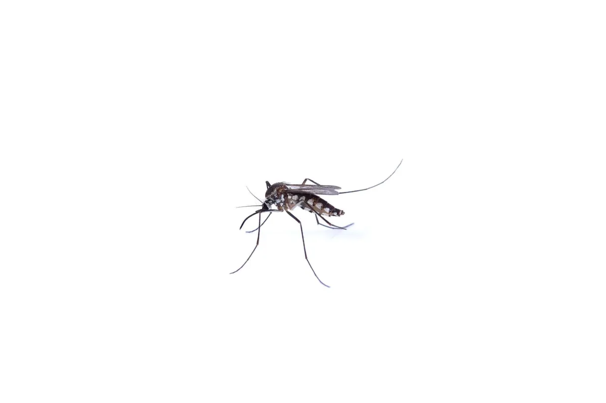 Risks of Mosquito Infestations Infestation | Desert Shield Pest Control - Tucson, AZ