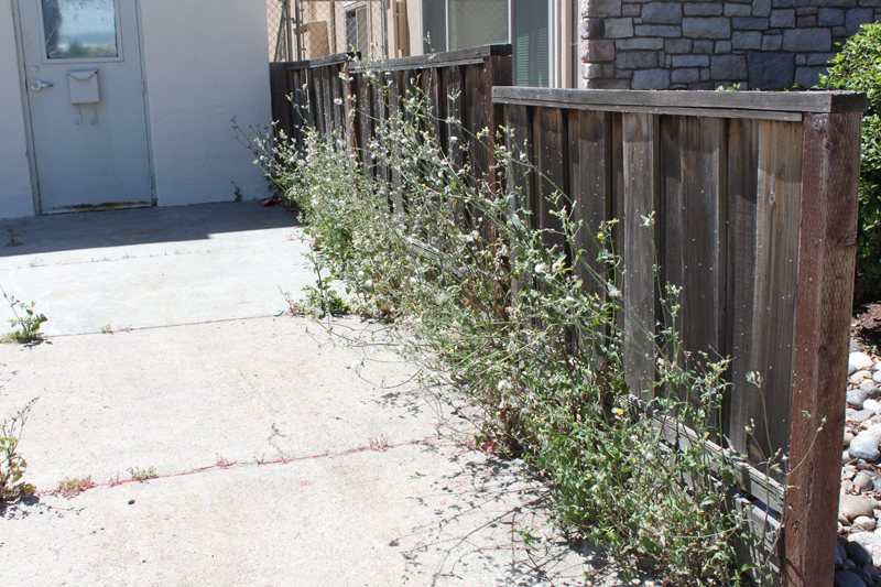 Weed Contr | Desert Shield Pest Control - Tucson, AZl