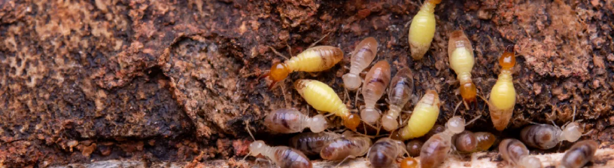 Ongoing Protection | Desert Shield Pest Control - Tucson, AZ