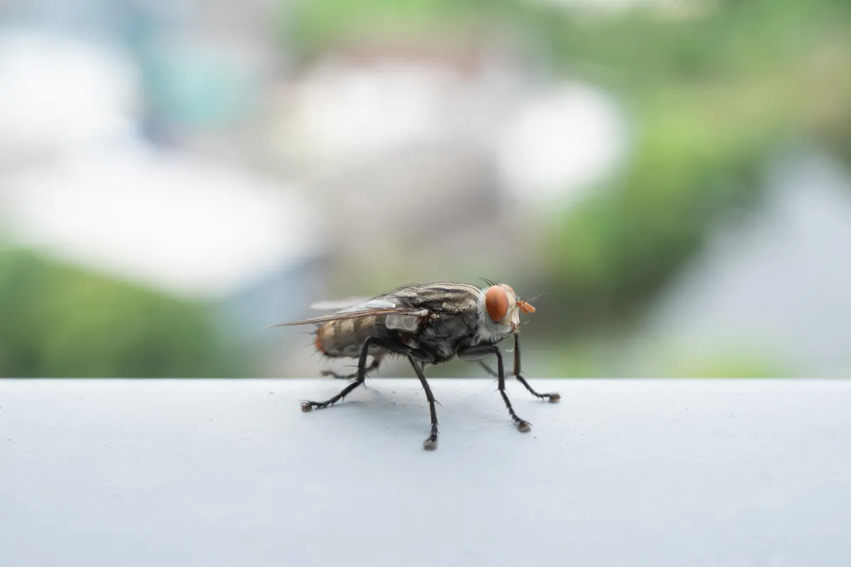 House Flies | Desert Shield Pest Control - Tucson, AZ
