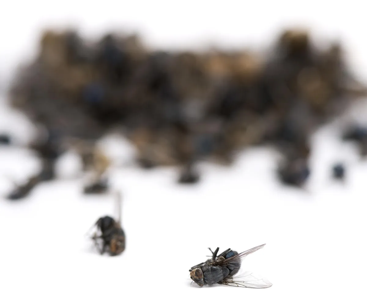 Cluster Flies | Desert Shield Pest Control - Tucson, AZ