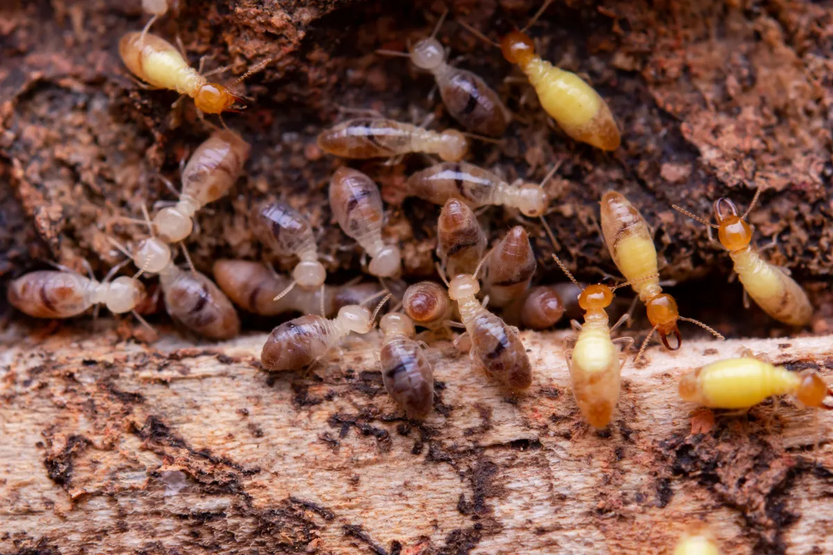 Professional Solutions for Termite Infestations | Desert Shield Pest Control - Tucson, AZ