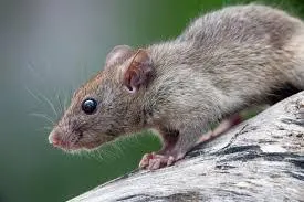 Profesional Solutions for Rodent Infestations | Desert Shield Pest Control - Tucson, AZ