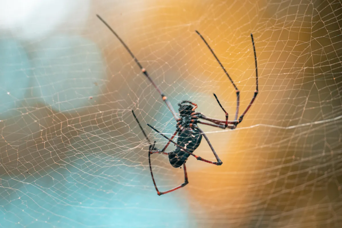 Professional Services for Spider Infestations | Desert Shield Pest Control - Tucson, AZ