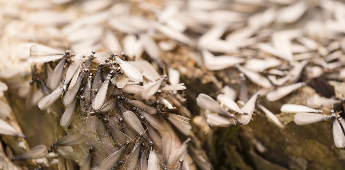 Subterranean Termites | Desert Shield Pest Control - Tucson, AZ