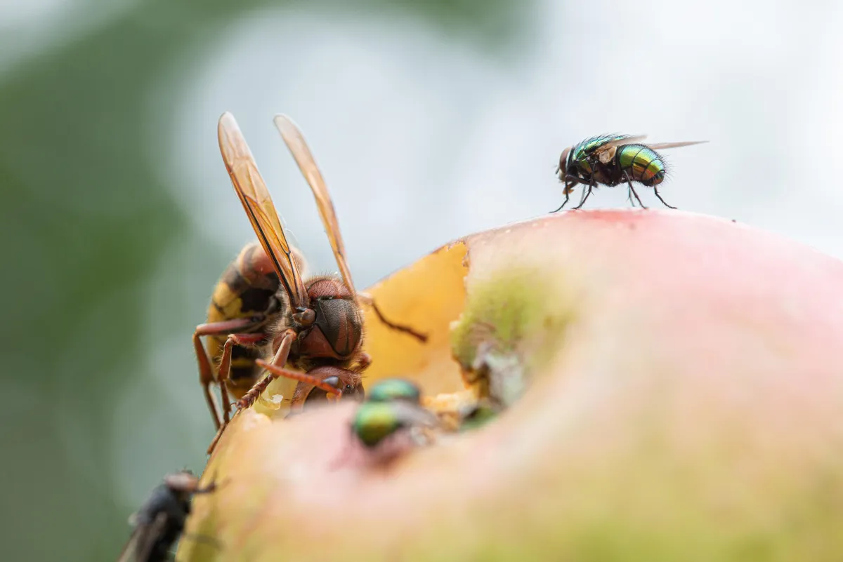 Fruit Flies | Desert Shield Pest Control - Tucson, AZ