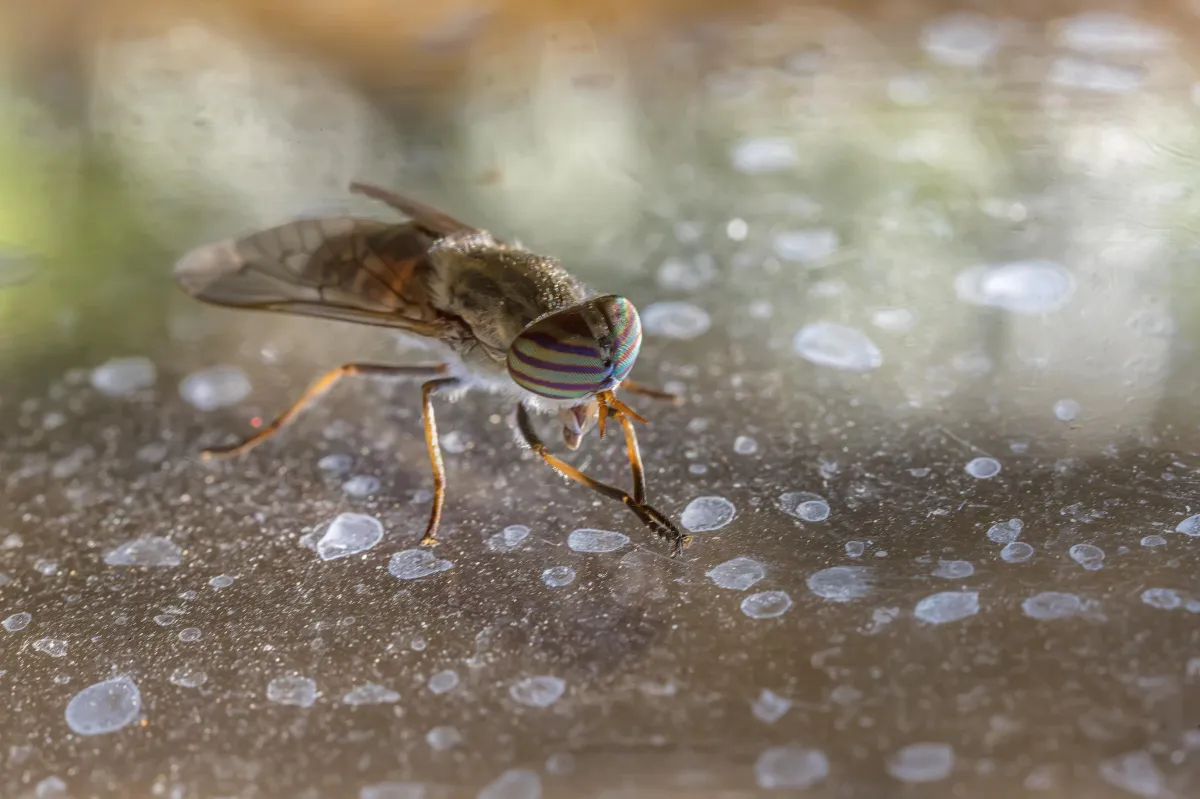 Drain Flies | Desert Shield Pest Control - Tucson, AZ