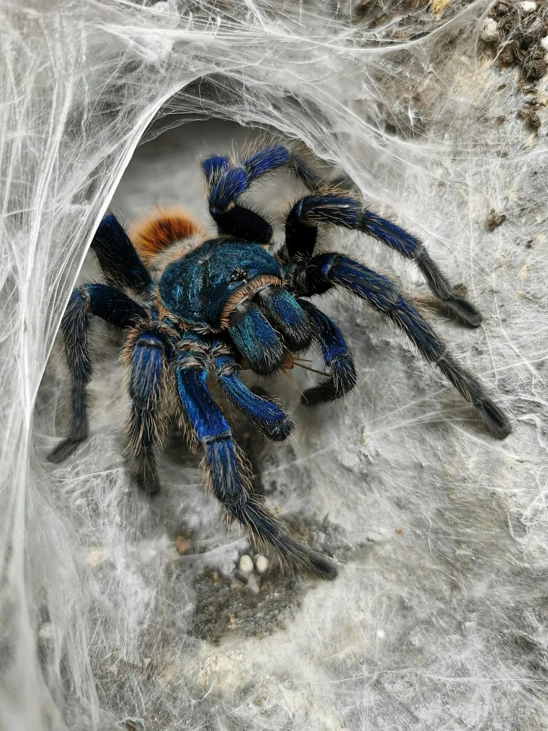 Tarantulas Spiders | Desert Shield Pest Control - Tucson, AZ