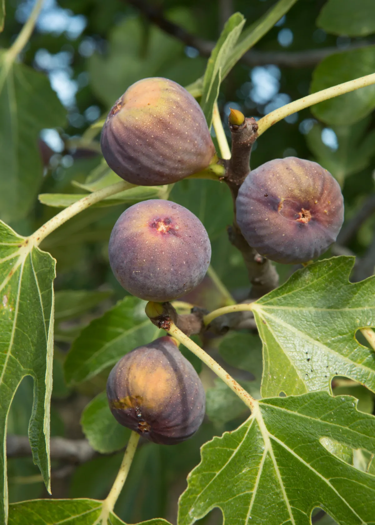 figs growing on a tree