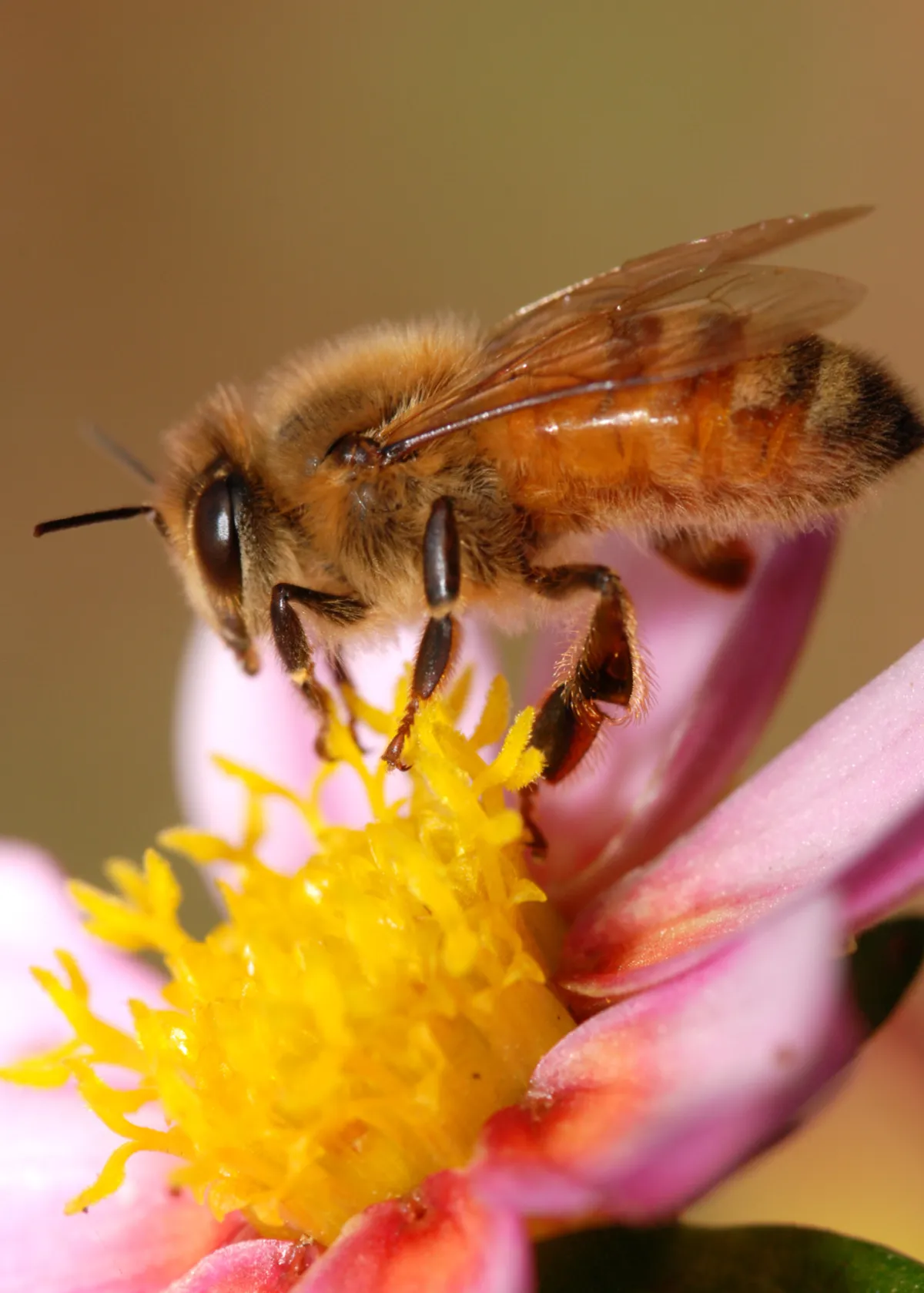 honey bee on a flower