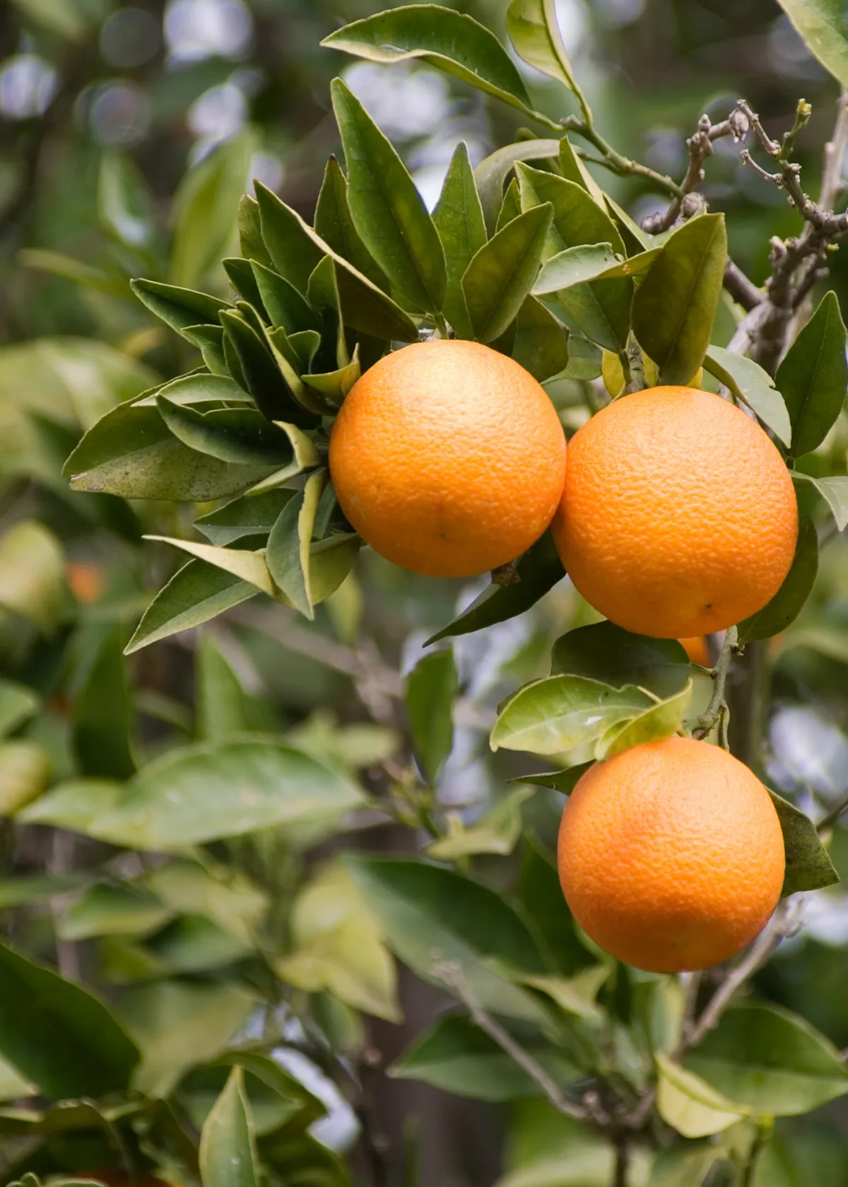 oranges growing on a tree