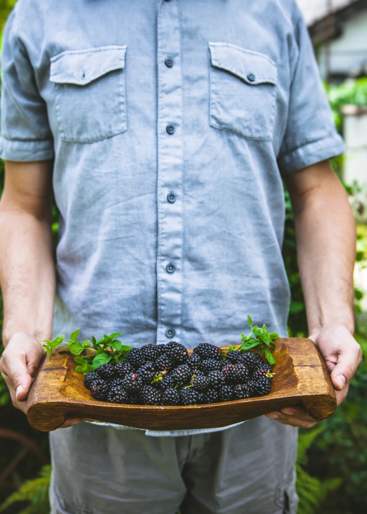 harvest of blackberries