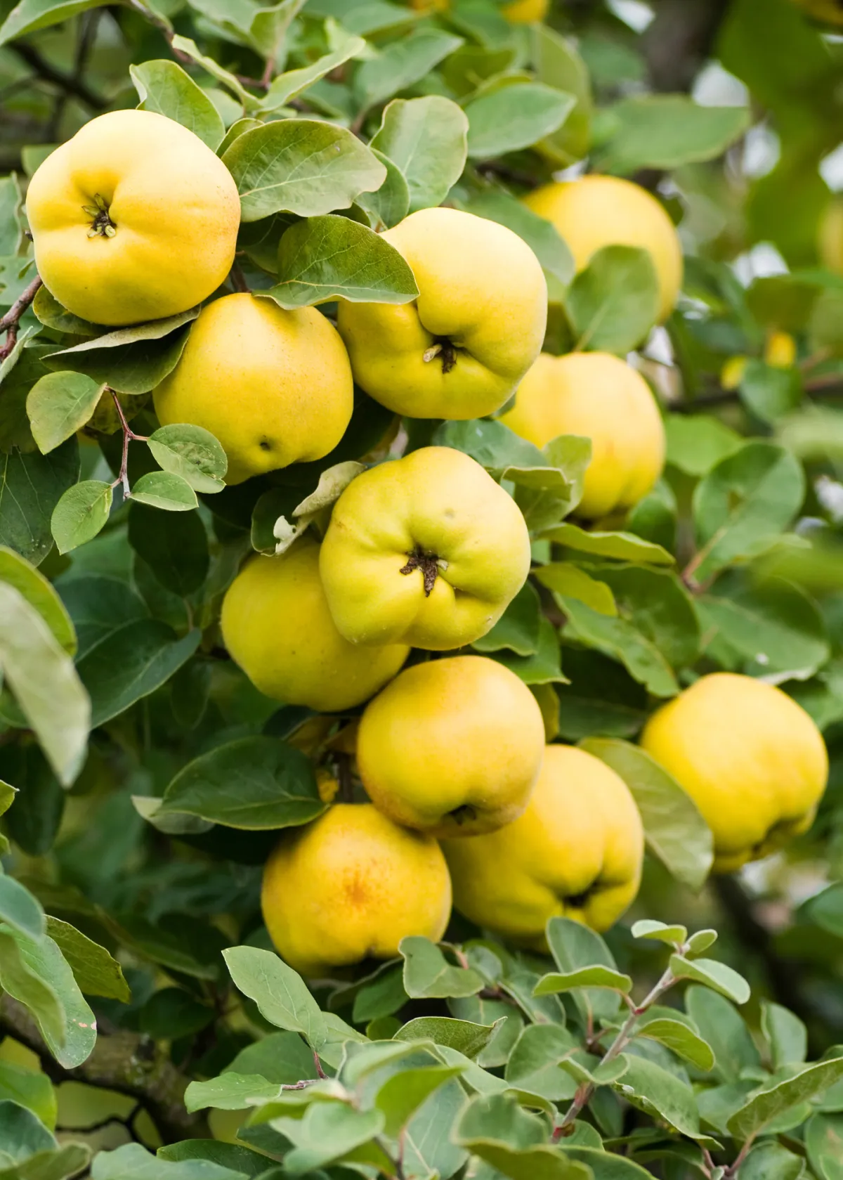 quince growing on a tree