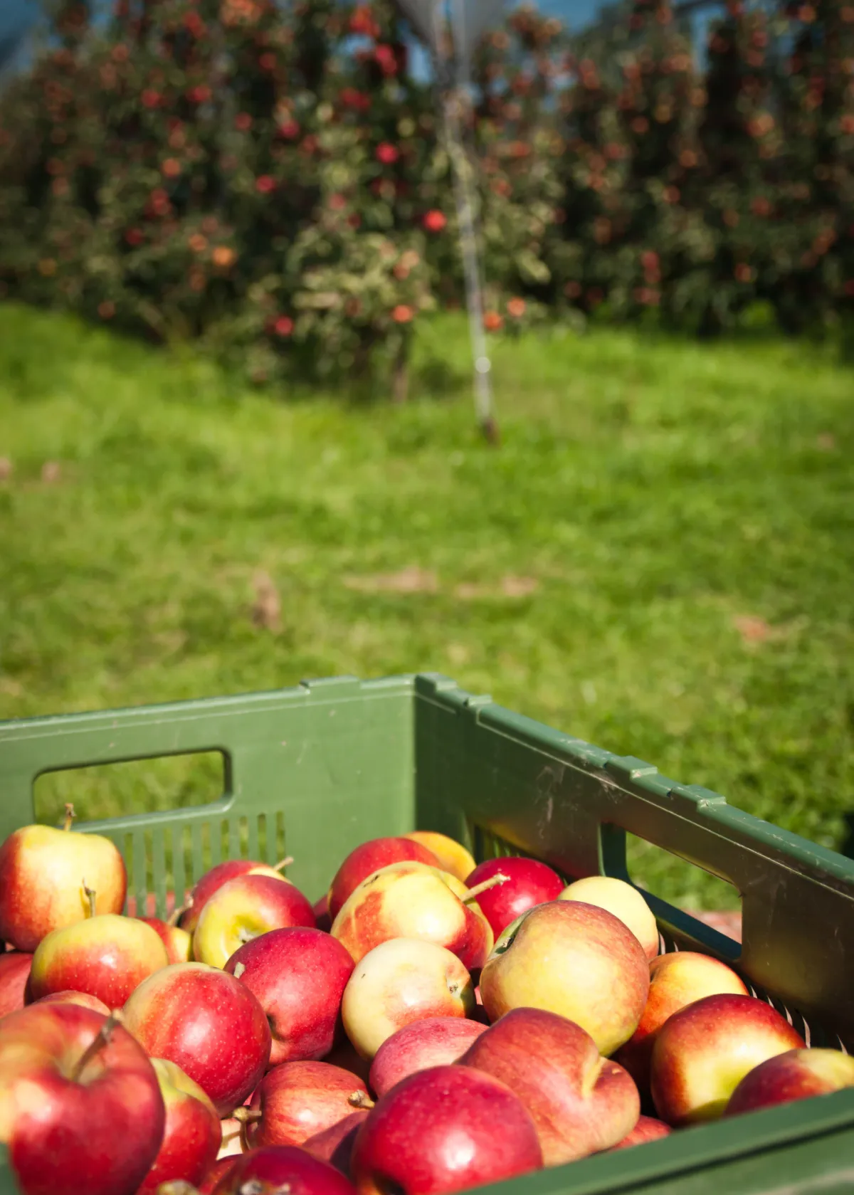 Harvest of apples in a crate