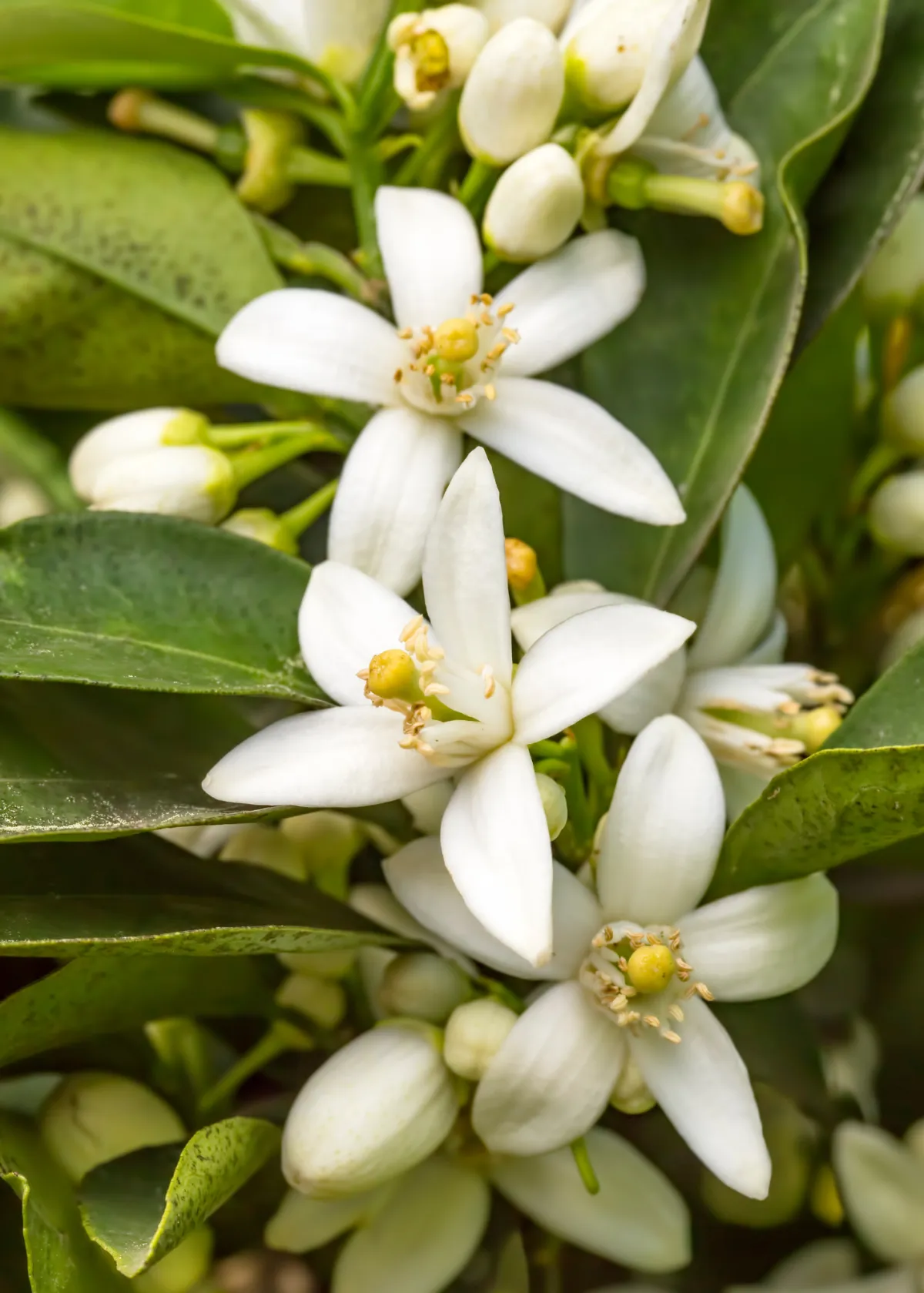 orange blossom