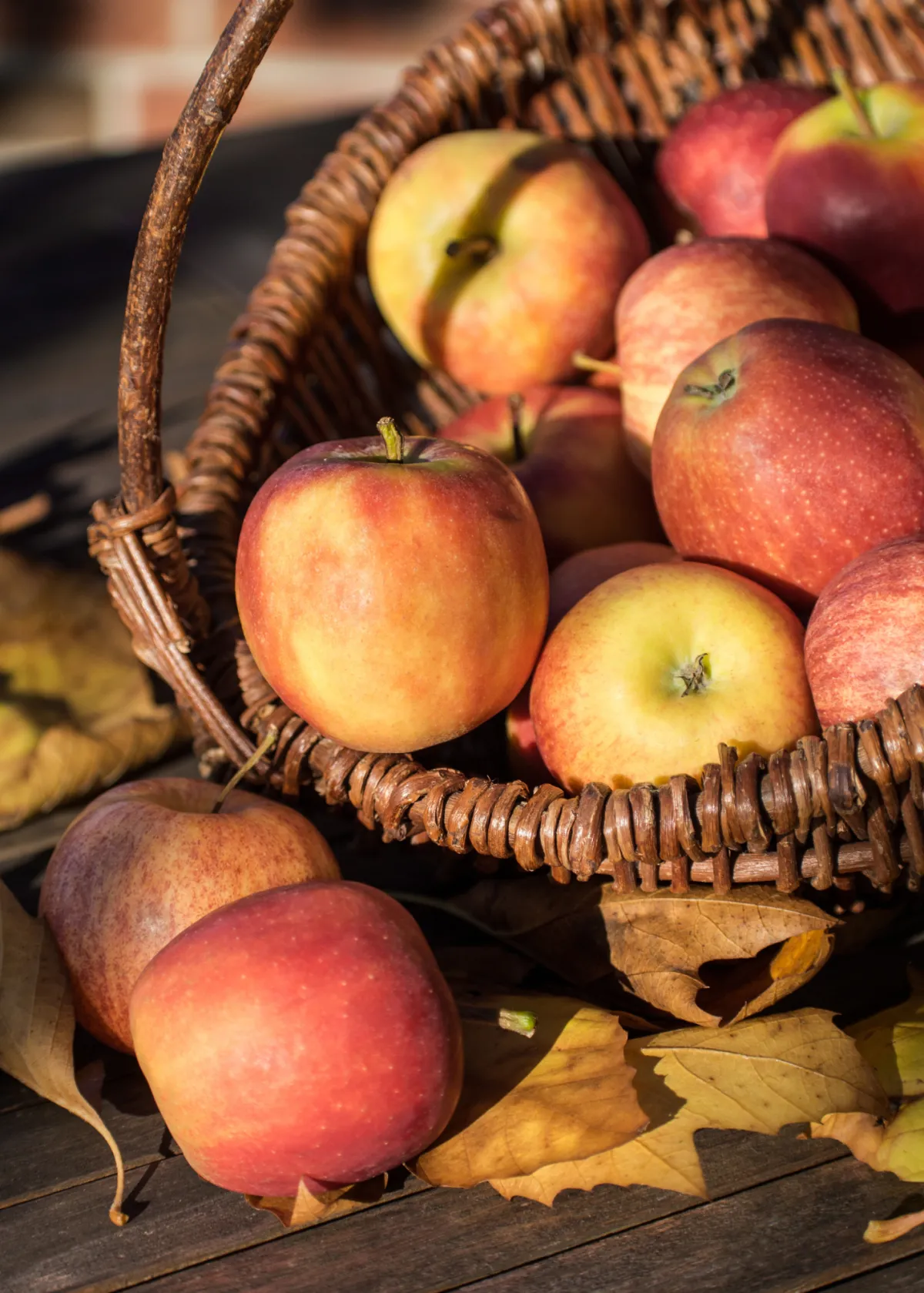 apple harvest in a basket