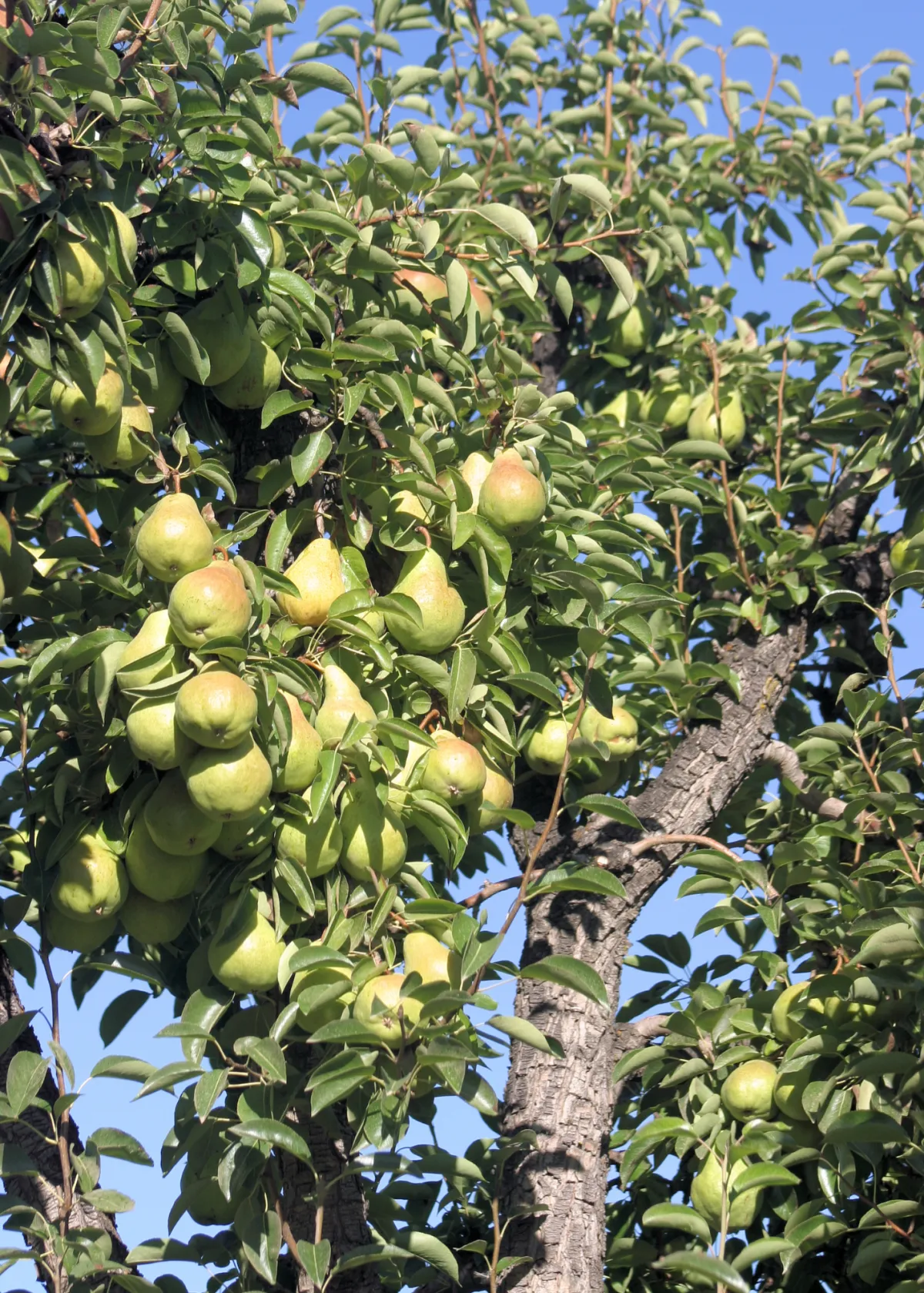 pears growing on a tree