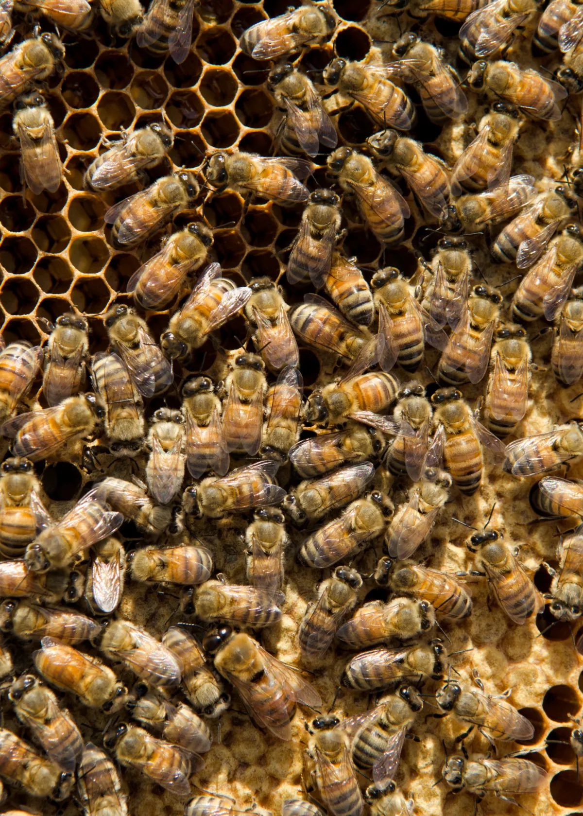 mass of honey bees on a frame