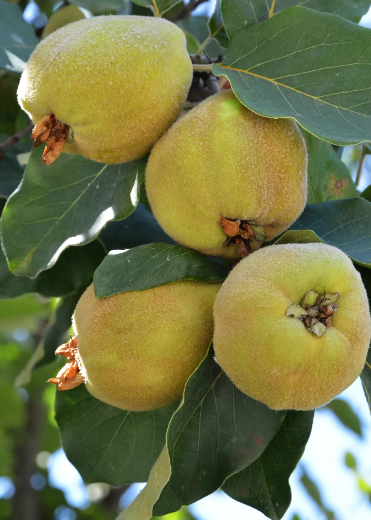 quince cluster on a tree